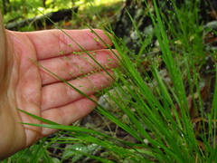 Dichanthelium linearifolium