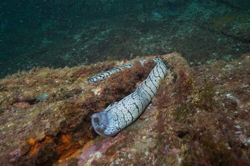 Berndt's moray (Gymnothorax berndti) — Muraenidae