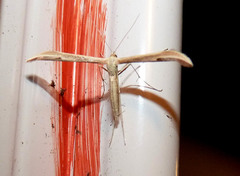 Hellinsia pectodactylus