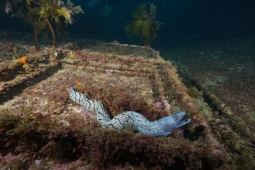 Gymnothorax berndti observed 2025-03-14