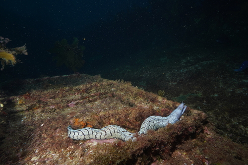 Gymnothorax berndti observed 2025-03-14