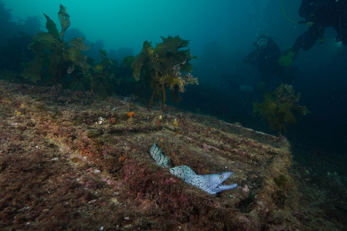 Gymnothorax berndti observed 2025-03-14