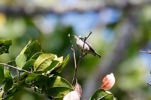 Banded Green Sunbird (Anthreptes rubritorques), photo 3