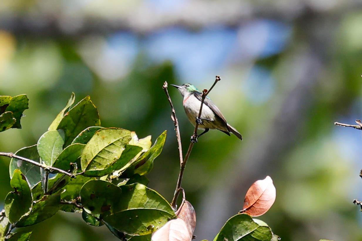 Banded Sunbird illustration