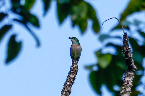 Banded Green Sunbird (Anthreptes rubritorques), photo 8