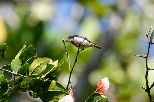 Banded Green Sunbird (Anthreptes rubritorques), photo 4