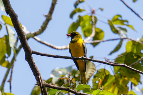Green-headed Oriole (Oriolus chlorocephalus), photo 10
