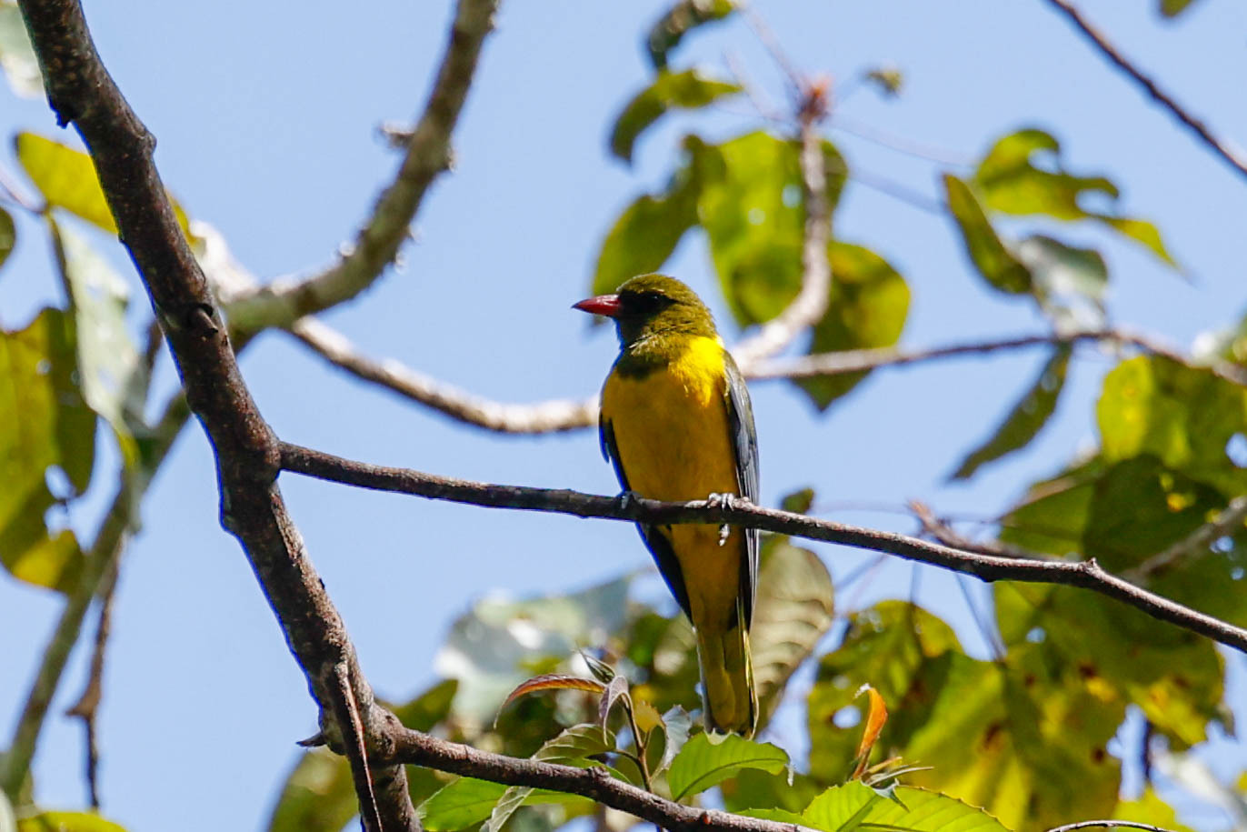 Green-headed Oriole (Oriolus chlorocephalus), photo 5