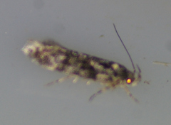 Recurvaria nanella