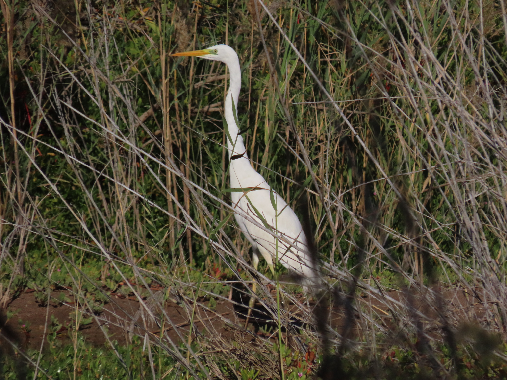 Garza blanca
