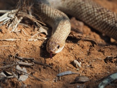 Reticulated Hognose Snake photo 4