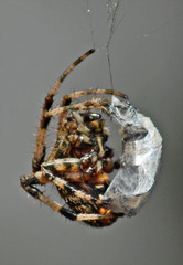 Neoscona orizabensis