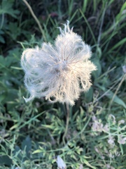 Clematis hirsutissima