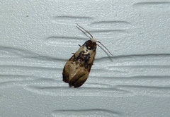 Phalonidia memoranda