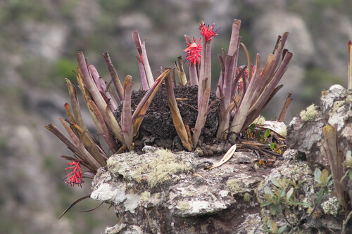 Zebra cactus (Billbergia vittata)