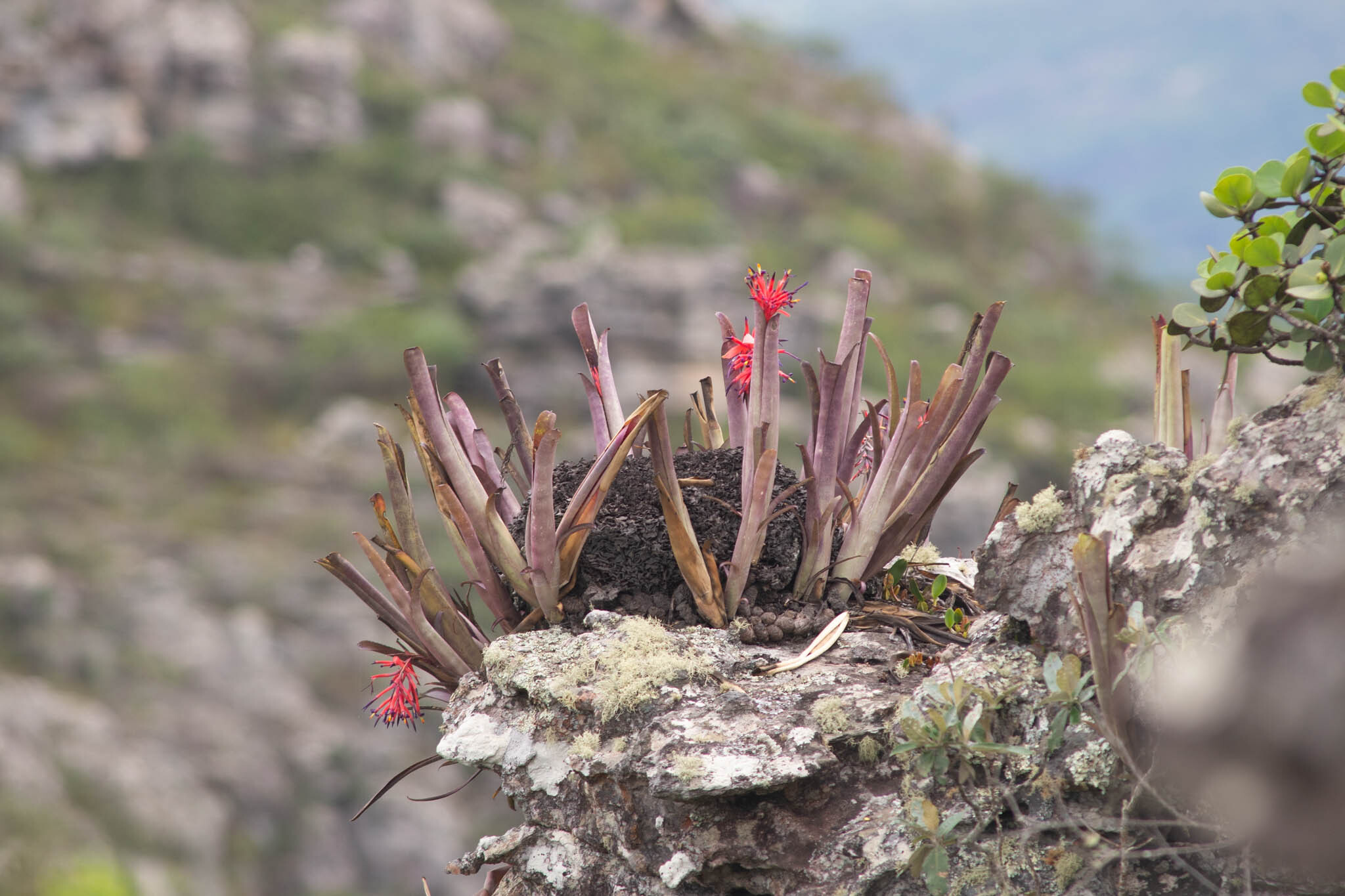 Imagem de Billbergia