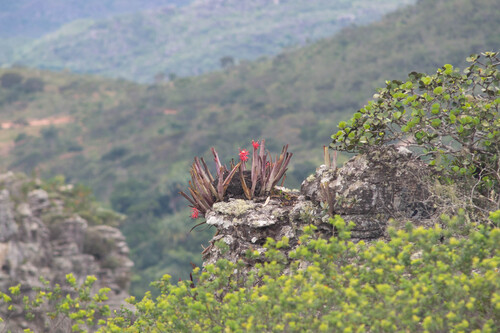 Foto de Billbergia