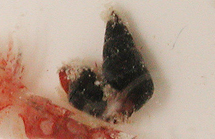 Diala semistriata observed 2006-10-25