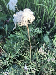 Clematis hirsutissima