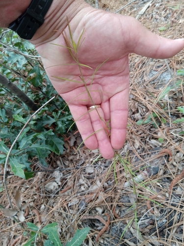 Foto de Asclépias
