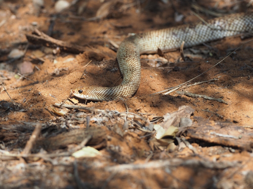 Reticulated Hognose Snake