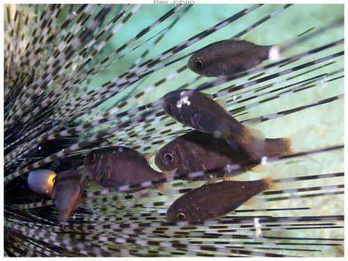 Siphamia fuscolineata observed 2025-03-15