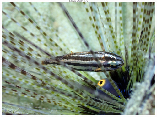 Siphamia fuscolineata observed 2025-03-15