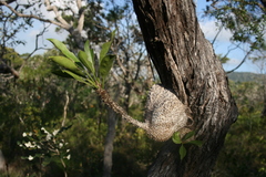 Myrmecodia tuberosa