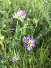 Medicago sativa