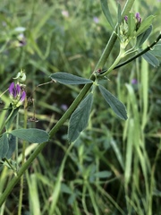 Medicago sativa