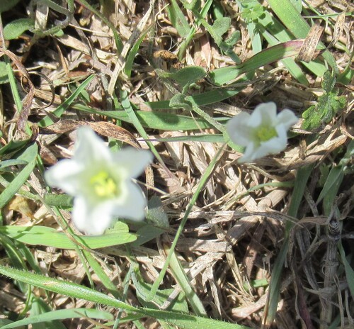 Image of Bouchetia erecta by (c) Linda Jo Conn, some rights reserved (CC BY)