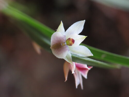 Scaphyglottis acostae
