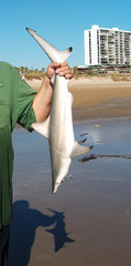 Carcharhinus limbatus
