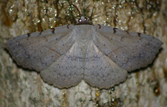 Spiloloma lunilinea