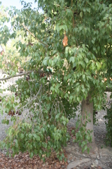 Magnoliopsida