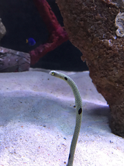 Heteroconger