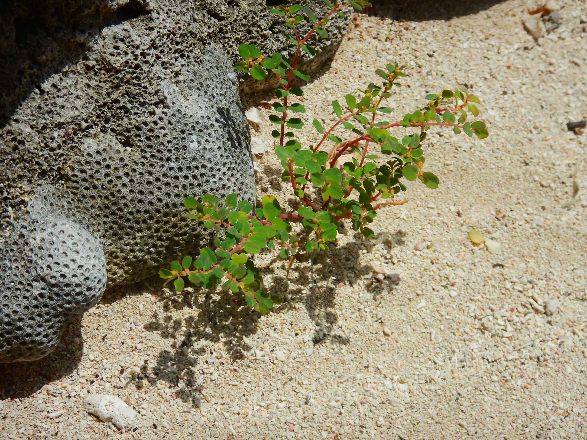 Euphorbia cozumelensis