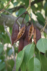 Magnoliopsida