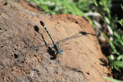 Erpetogomphus