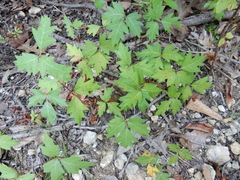 Toxicodendron radicans verrucosum
