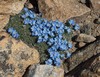 Pale Alpine Forget-Me-Not - Photo (c) Christopher J. Earle, some rights reserved (CC BY-NC), uploaded by Christopher J. Earle