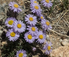 Erigeron pinnatisectus