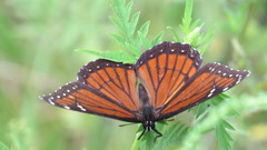 Limenitis archippus floridensis