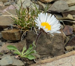 Erigeron grandiflorus