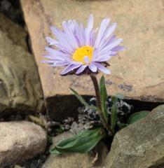 Erigeron grandiflorus