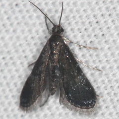 Elophila tinealis