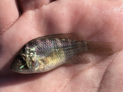Uruguay eartheater (Gymnogeophagus meridionalis) — Cichlidae — 2