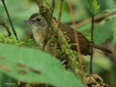 Illadopsis albipectus