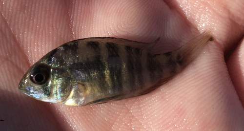 Argentine humphead (Gymnogeophagus balzanii) — Cichlidae — 3