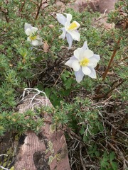 Aquilegia coerulea